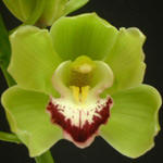 Orchid (Cymbidium)-image