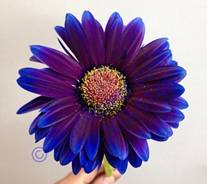 Daisy - Gerbera -Hybrid Blue/Purple Image