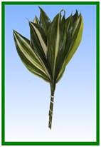 Aspidistra (variegated)-image