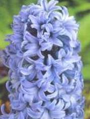 Hyacinth-image