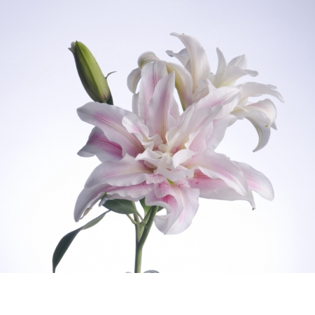 Lily (Double Blooming)-image