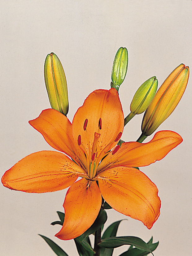 Lily-image