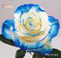 Blue Tinted Rose Image