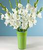 Gladiolus-image