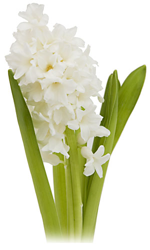 Hyacinth-image