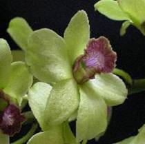 Orchid: Dendrobium Image