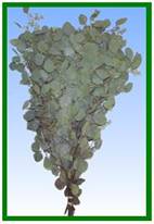Eucalyptus (Seeded) main image