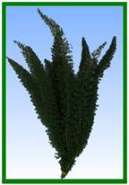 Foxtail Image