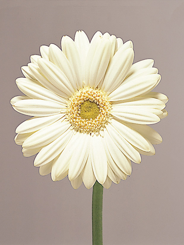 Mini Gerber Daisy-image