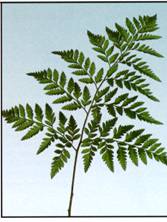 Leather Leaf Image