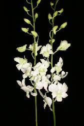 Orchid:  Dendrobium-image