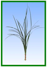 Lily Grass Image