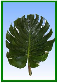 Monstera Leaf Image