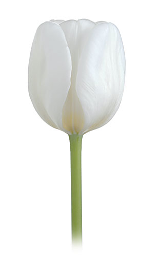 Tulip-image