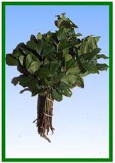 Salal Tips (lemon leaf) Image