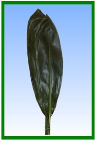 Ti Leaves (Green) Image