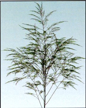 Tree Fern Image