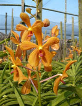Orchid: Mokara-image