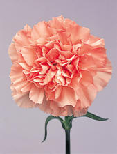 Carnation Image