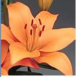 Lily-image