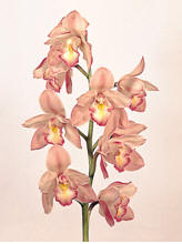 Orchid: Cymbidium Image