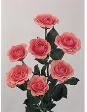 Spray Roses Image