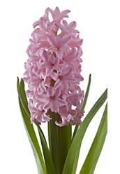 Hyacinth main image