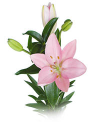 Lily Image