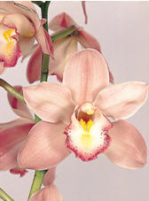 Orchid: Cymbidium Image