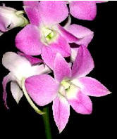 Orchid: Dendrobium main image