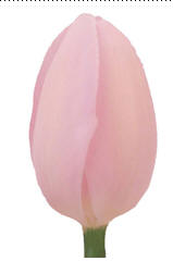 Tulip main image