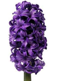 Hyacinth main image