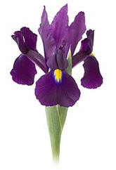 Iris Image