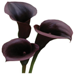 Mini Callas (black) main image