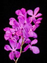 Orchid (Mokara) main image