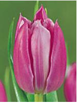Tulip main image