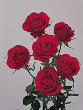 Spray Roses Image