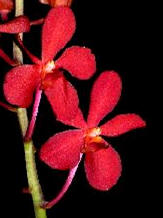 Orchid (Mokara) Image
