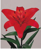 Lily Image