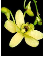 Orchid (Dendrobium) Image