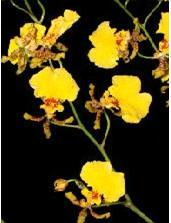 Orchid (Oncidium) Image