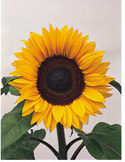 Sunflower-image