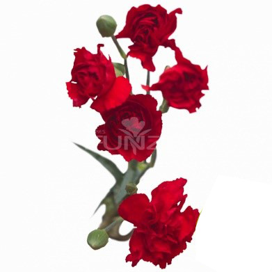 Mini Carnation Image
