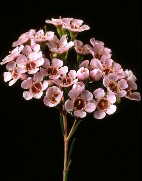 Waxflower Image