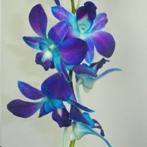 Orchid-image